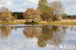 Drents krentenboompje (Amelanchier laevis)