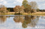 Drents krentenboompje (Amelanchier laevis)