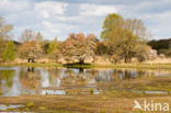 Drents krentenboompje (Amelanchier laevis)