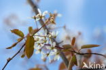 Drents krentenboompje (Amelanchier laevis)