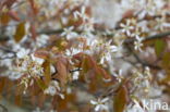 Drents krentenboompje (Amelanchier laevis)