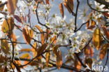 Drents krentenboompje (Amelanchier laevis)