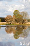 Drents krentenboompje (Amelanchier laevis)