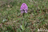 Drietandorchis (Neotinea tridentata)