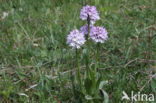 Drietandorchis (Neotinea tridentata)