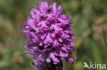 Drietandorchis (Neotinea tridentata)