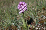 Drietandorchis (Neotinea tridentata)