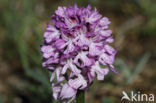 Drietandorchis (Neotinea tridentata)