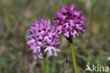 Drietandorchis (Neotinea tridentata)