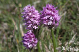 Drietandorchis (Neotinea tridentata)