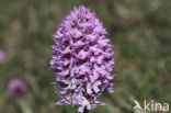 Drietandorchis (Neotinea tridentata)