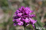 Drietandorchis (Neotinea tridentata)