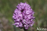 Drietandorchis (Neotinea tridentata)