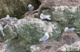 Black-legged Kittiwake (Rissa tridactyla)