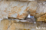 Black-legged Kittiwake (Rissa tridactyla)