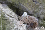 Black-legged Kittiwake (Rissa tridactyla)