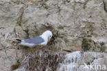 Black-legged Kittiwake (Rissa tridactyla)