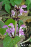 Echte paarse dovenetel (Lamium purpureum purpureum)