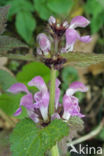 purple Dead-nettle (Lamium purpureum purpureum)