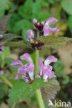 purple Dead-nettle (Lamium purpureum purpureum)