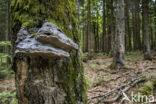 touchwood (Fomes fomentarius)