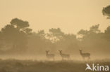 Red Deer (Cervus elaphus)