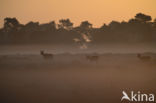 Red Deer (Cervus elaphus)