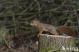 Eekhoorn (Sciurus vulgaris)