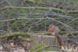 Eekhoorn (Sciurus vulgaris)