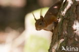 Red Squirrel (Sciurus vulgaris)
