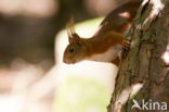Red Squirrel (Sciurus vulgaris)