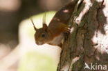 Red Squirrel (Sciurus vulgaris)