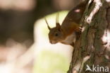 Red Squirrel (Sciurus vulgaris)