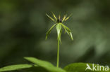 Eenbes (Paris quadrifolia)