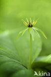 Herb-Paris