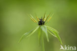 Herb-Paris