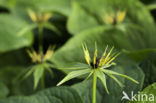 Herb-Paris