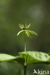 Eenbes (Paris quadrifolia)