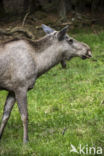 Elk (Alces alces)