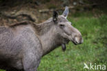 Elk (Alces alces)