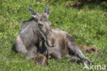 Elk (Alces alces)