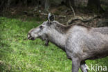 Elk (Alces alces)