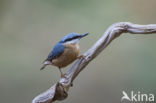 Europese Boomklever (Sitta europaea)