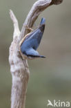 Eurasian Nuthatch (Sitta europaea)