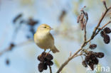 Willow Warbler (Phylloscopus trochilus)