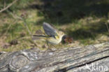 Willow Warbler (Phylloscopus trochilus)