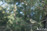 Willow Warbler (Phylloscopus trochilus)