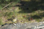 Willow Warbler (Phylloscopus trochilus)