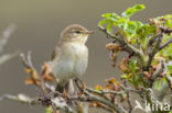 Willow Warbler (Phylloscopus trochilus)