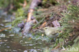 Willow Warbler (Phylloscopus trochilus)